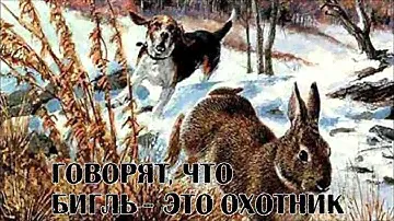 Бигль - охотник. beagle hunter dog