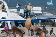 Фотографирование Тюленей На Камне В Канале Бигль Ушуайя — стоковые фотографии и другие картинки Beagle Channel