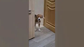 Бигль Лу'на🐕🥰🐾🦴