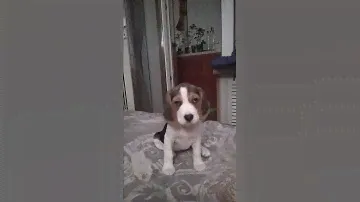 Бигль, Моняша