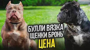 АМЕРИКАНСКИЙ БУЛЛИ! ВЯЗКА! ЩЕНКИ! БРОНЬ! ЦЕНА! ЩЕНКИ ПИТБУЛЯ