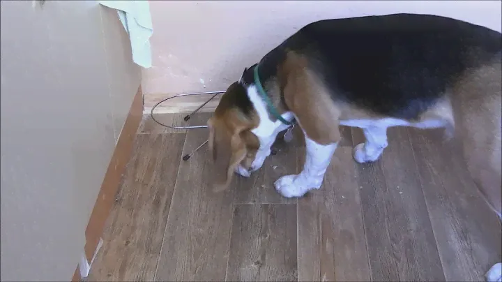 Как я кормлю бигля (How do I feed a beagle)