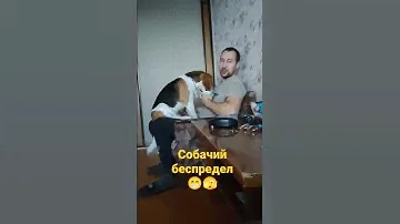 собачий беспредел #бигль #животные