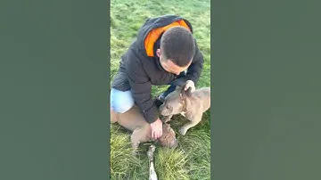Что делать при проявлении любых видов агрессии (На видео пищевая) Коротко про ритуал доминирования