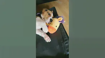 Когда собака - сова :) Щенок бигля Лекса 2,5 месяца. #beagle #puppy #pets #щенок #дрессировка