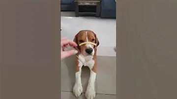 Бигль и выдержка совместимы!!! 😉