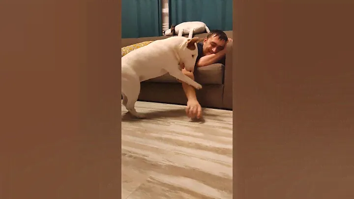 були- это коты в телах собак)) #бультерьер #минибуль #бультерьеры #bullterrier #мбт