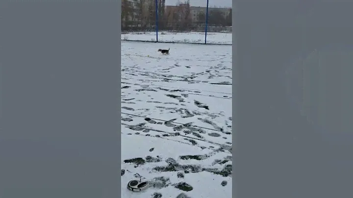 #смотретьвсем #прогулкa #funnyanimals #весело #собака #video #dudePerfect #tryNotToLaugh #бигль