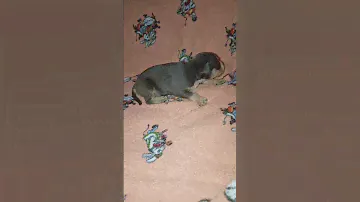 щенки булли#американскийбулли#булли#ambully#americanbully#амбулли#питомниксобак