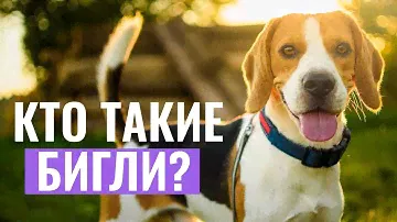 БИГЛЬ: Самый ЧЕСТНЫЙ ОБЗОР породы! Узнайте ВСЁ о преимуществах и недостатках биглей