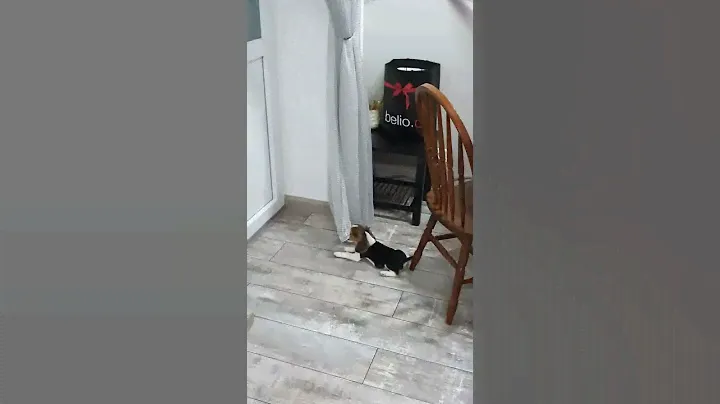 Бигль в квартире против штор)) Бакстер дизайнер😂