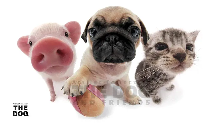 Artlist Collection THE DOG and Friends Sizzle