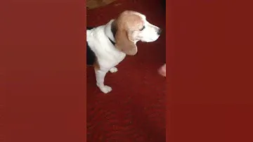Моя собака 🐶 Стейси породы бигль