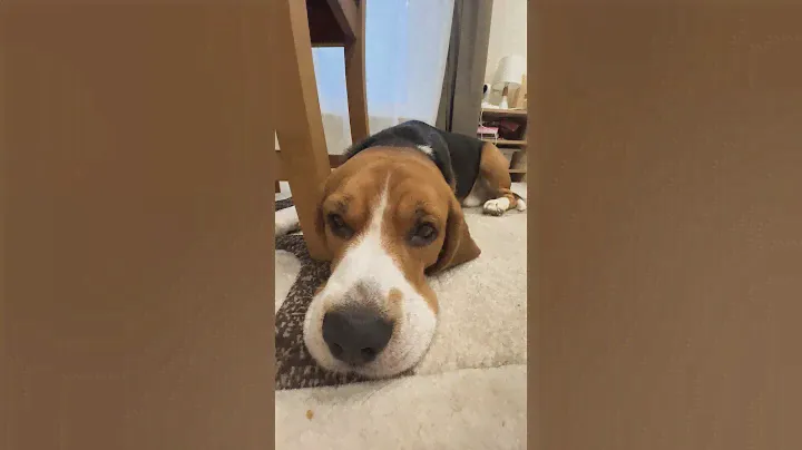 Сегодня гулять мы не хотим, холодно🙄#beagle #бигль