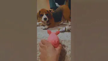 Всё под контролем😅|Бигль Грэта |Beagle Greta ❤