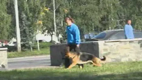 Gretta Lugansk Lend B-Obedience