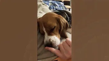 Глазаньки на снегу 🤭😅 #бигльфарадэй #бигль #beagle #фарадэй