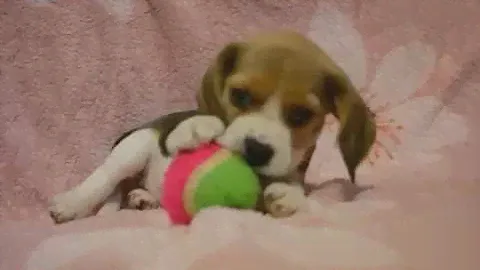 Девочка бигль, 1