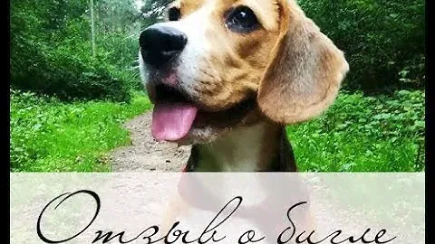 Порода собак бигль. Отзыв владельца о бигле.