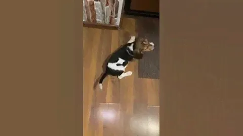 Девочка Бигль