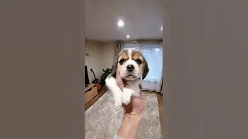 Девочка бигль