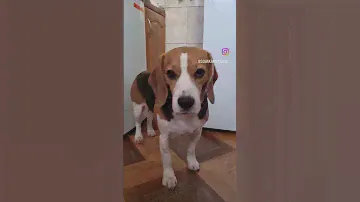 #бигль #лакомствадлясобак #дрессура #beagle #dog #puppy #вкусняшкидлясобак