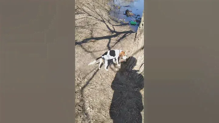 Бигль. Знакомство с водой
