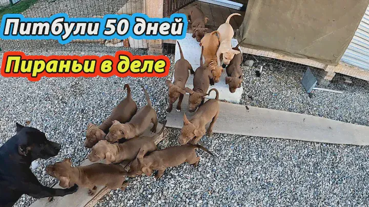 Щенки питбуля 50 дней. Выход дракончиков 3