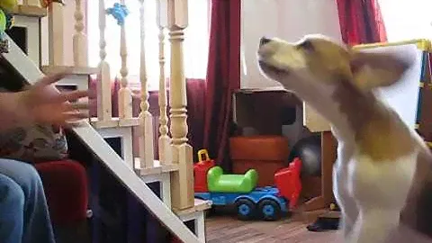 Бигль Лаки! питомник биглей МЭДЖИК ЛАЙН