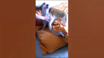Бигль встречает хозяина