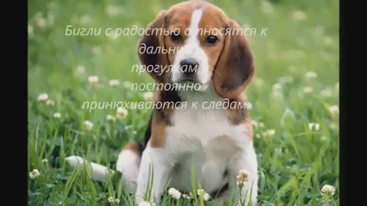 Породы собак. Бигль