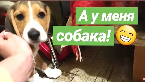 СХОЖУ С УМА ОТ РАДОСТИ😁мне привезли щенка🙈