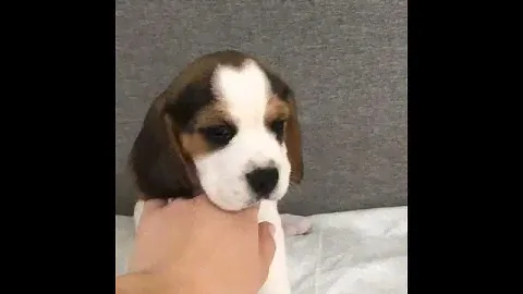 щенки бигль 🐕🐕🐕