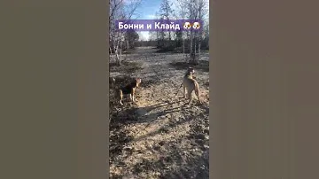 #собакиприколы #бигль #стафф #породысобак #маруся #буч #приколысживотными #chorts #shortvideo #топ