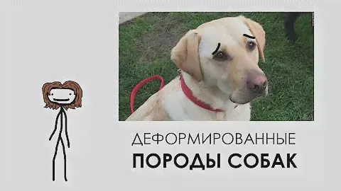 Деформированные породы собак - Академия Сэма Онеллы | Озвучка Rumble
