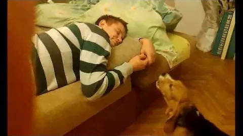 Бигль Бублик  3 месяца, думает что будит папу | Beagle  of 3 months,thinking that wakes dad