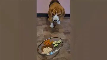 Поле чудес |Бигль Грэта |Beagle Greta ❤