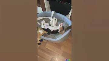 Бигль, 1,5 месяца            Beagle