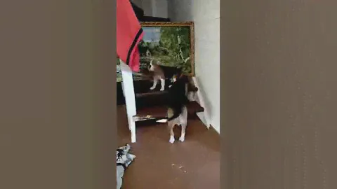 Мальчик щенок Бигль