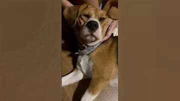 A little bit grumpy 🐶