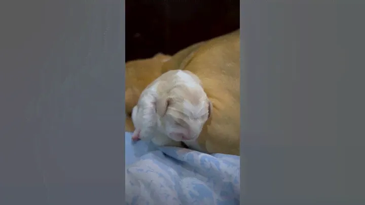 Бигль  #бигль  #щенок #хочущенка #beagle #beaglepuppies #beagles #beaglebaby #goodstorybeagles #cute