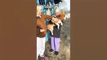С бабушкой хорошо, но дома лучше👍🏻#хорошовдеревнежить #бигльфарадэй #ромавика #бигль #бигльфарик