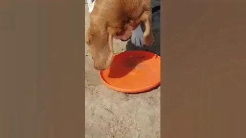 Бигль и рыбка 🐶+🦈