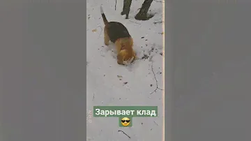Бигль Грэта ❤ |Beagle Greta