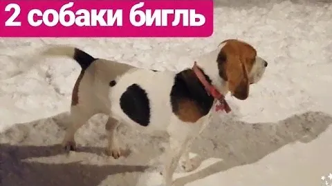 Бигль. 2 собаки породы бигль, мальчик и девочка. The beagle 2 beagle dogs, a boy and a girl.