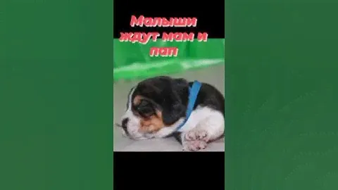 щенки бигль ждут своих мам и пап