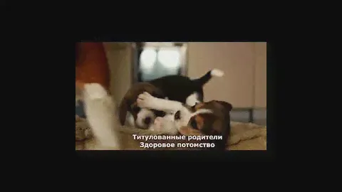 бигли.2. Новосибирск. продажа щенков
