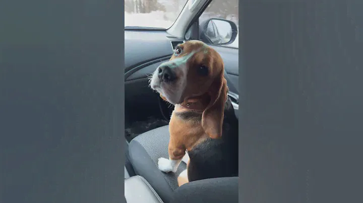 Сегодня у штурвала я👌🏻 #бигль #beagle #бигльфарадэй