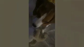 Это бигль