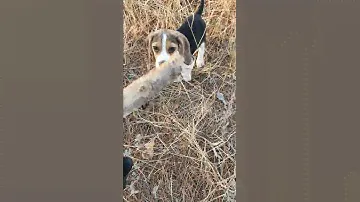 Бигль щенок Бакстер